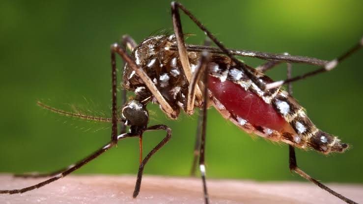 19 dengue patients hospitalised in 24 hours