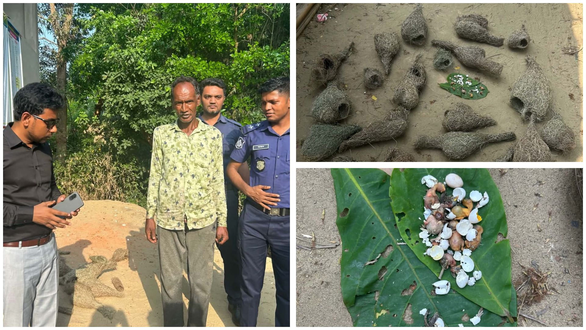 Man Jailed for Destroying 20 Weaver Bird Nests, Killing Scores of Chicks in Boalkhali